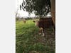 A bucolic, country scene featuring a cow off Skillman Lane in Petaluma.