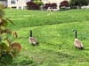 Wild geese — possibly migrating back to Canada —  are photographed from a Petaluma backyard.
