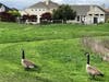 Wild geese — possibly migrating back to Canada — are seen from a Petaluma backyard.