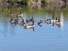 Mallards — not ducks, according to Google — dabble in a Petaluma pond.