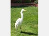 An egret — possibly a cattle egret — is photographed from a Petaluma backyard.