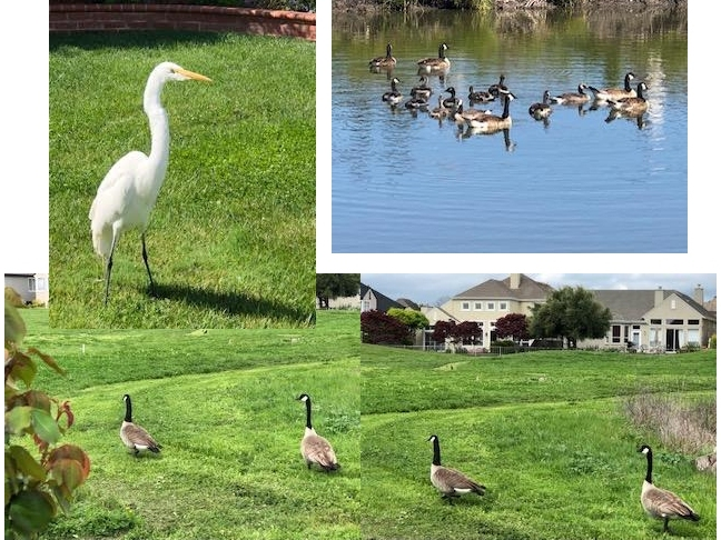 https://patch.com/img/cdn20/users/22423906/20200418/061822/styles/patch_image/public/geese-egret-mallards-petaluma-ca___18061154669.png