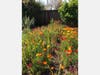 Concord resident Wayne Sarchett experimentally planted wildflowers in between rows of vegetables in his backyard garden.
