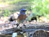 Western Bluebird in Napa, California