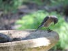Western Bluebird in Napa, California