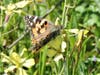 Painted lady butterfly, taken March 27, 2020.