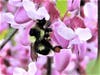 Black-tailed bumblebee on a redbud tree, March 17, 2020 in Napa, California.