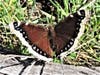 Mourning cloak butterfly, taken March 27, 2020, in Napa, California.