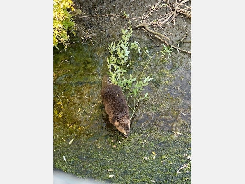 A beaver sighting April 27 in Alhambra Creek near Main Street in Martinez. Could it be Buster Beaver?
