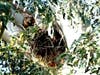 A hawk tends to its babies in a nest in Benicia.