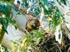 A hawk tends to its babies in a nest in Benicia.