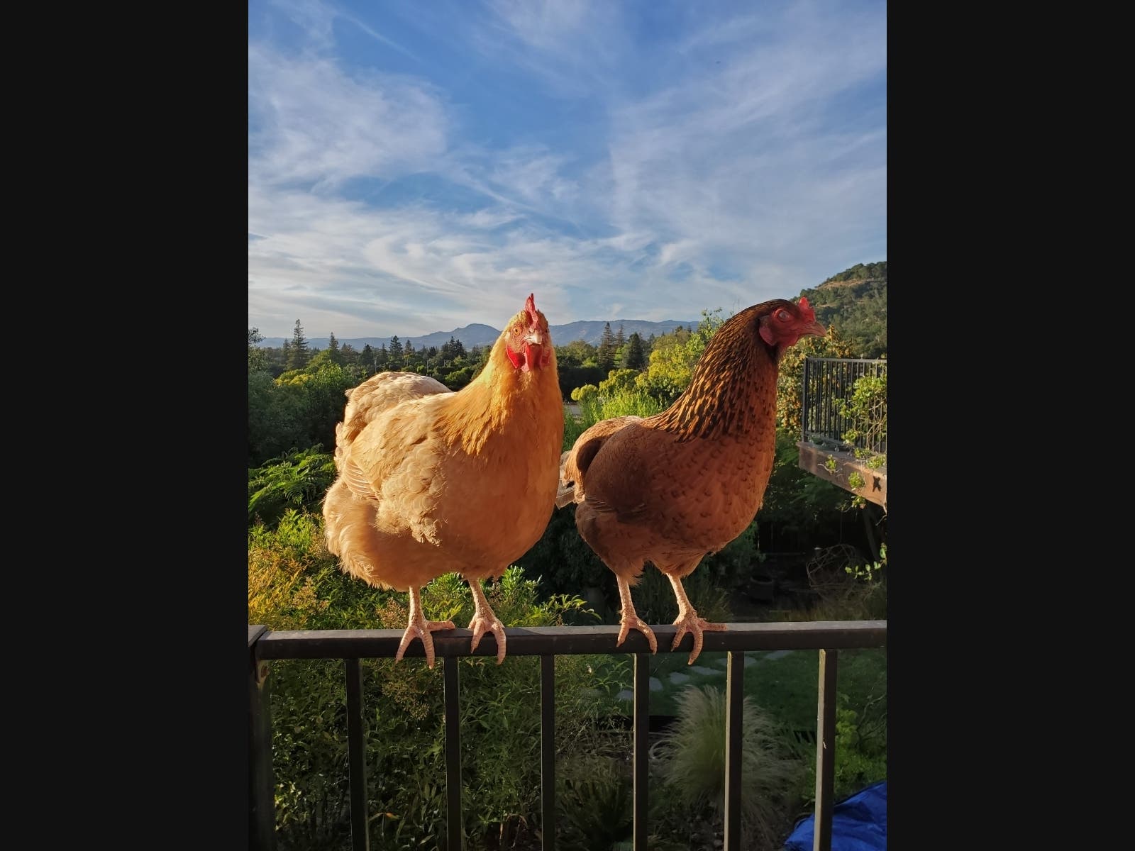 Marsala and Piccata pose for a portrait May 24 in Napa.