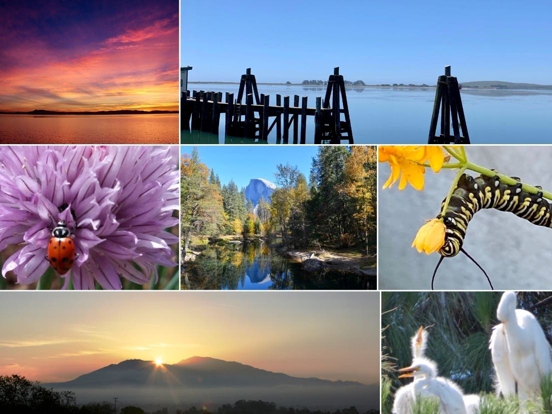 Counterclockwise: Velvet Napa Sunset; Berkeley Ladybug; Dazzling Mt. Diablo Sunrise; Bay Farm Island Baby Egrets; Redondo Beach Caterpillar; Yosemite Valley; Tranquil Bodega Bay
