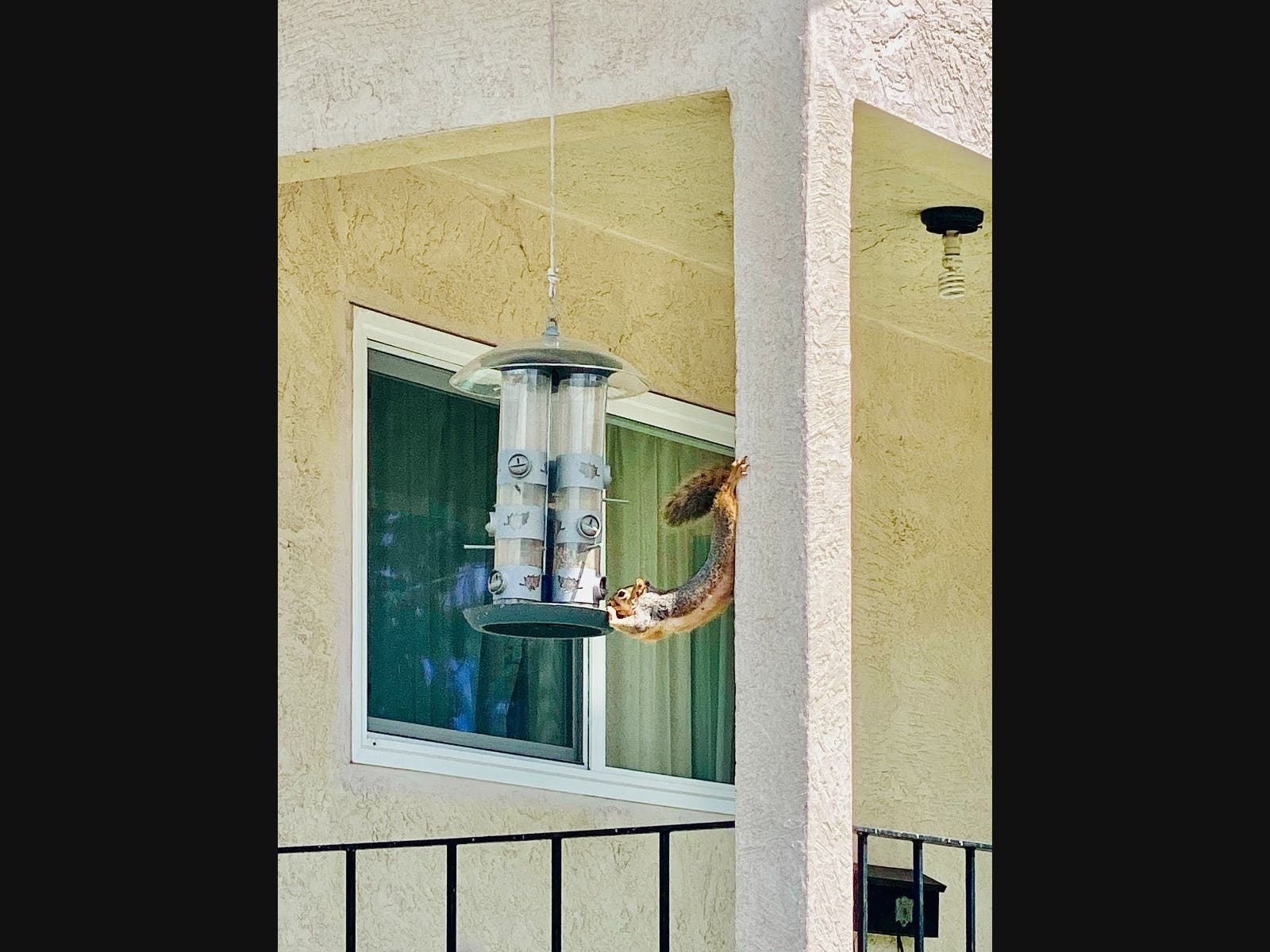 A squirrel goes to all lengths for a snack from a downtown Martinez bird feeder.