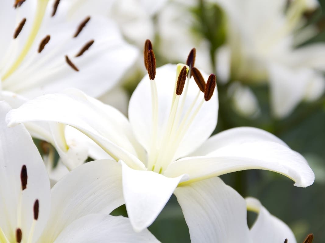 Dixon Obituaries News | Dixon, CA Patch