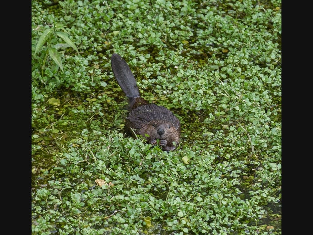 A beaver munches on a snack in downtown Napa 