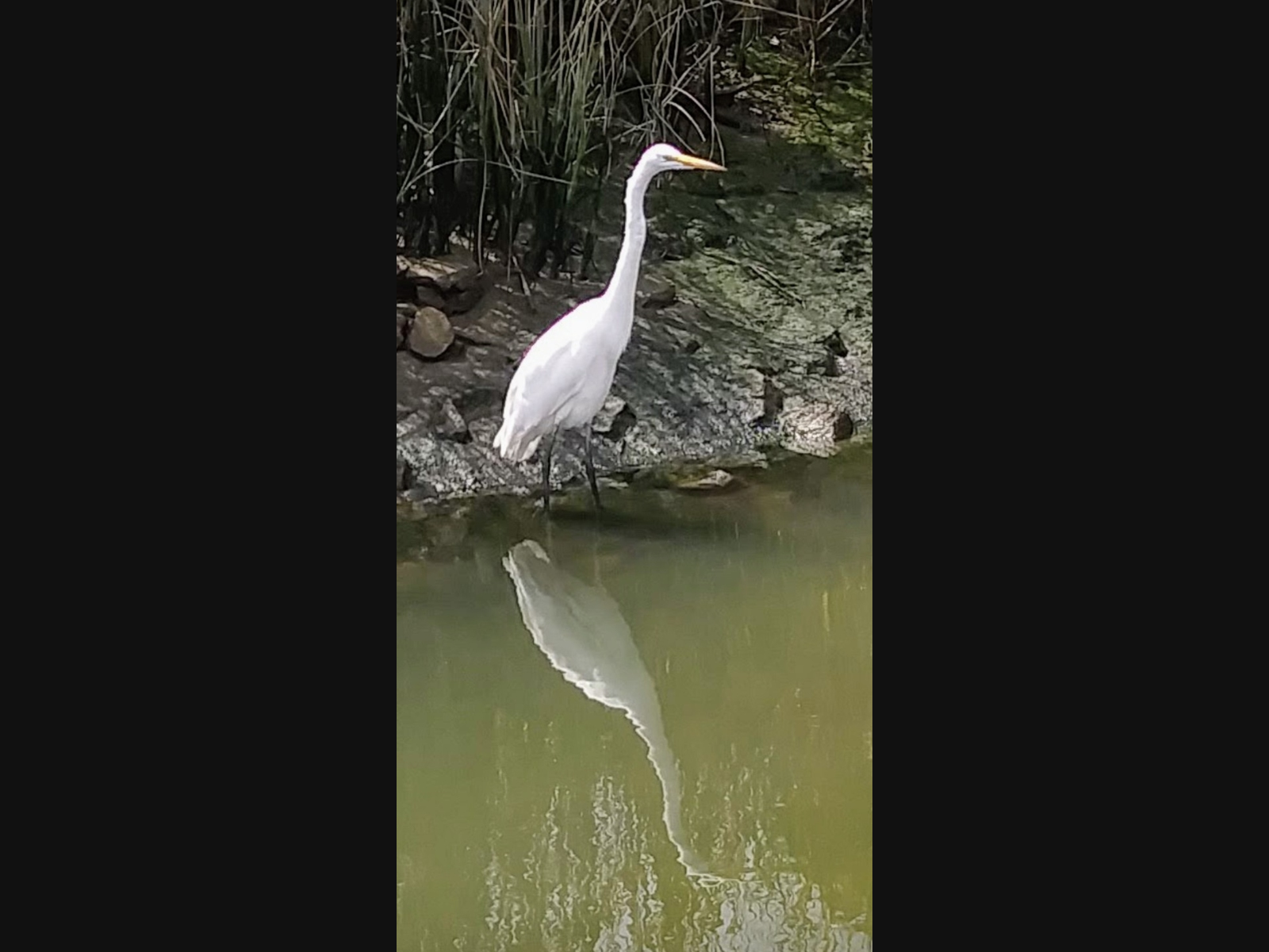 This snowy egret entertains its neighbors at the Napa Valley Marina.