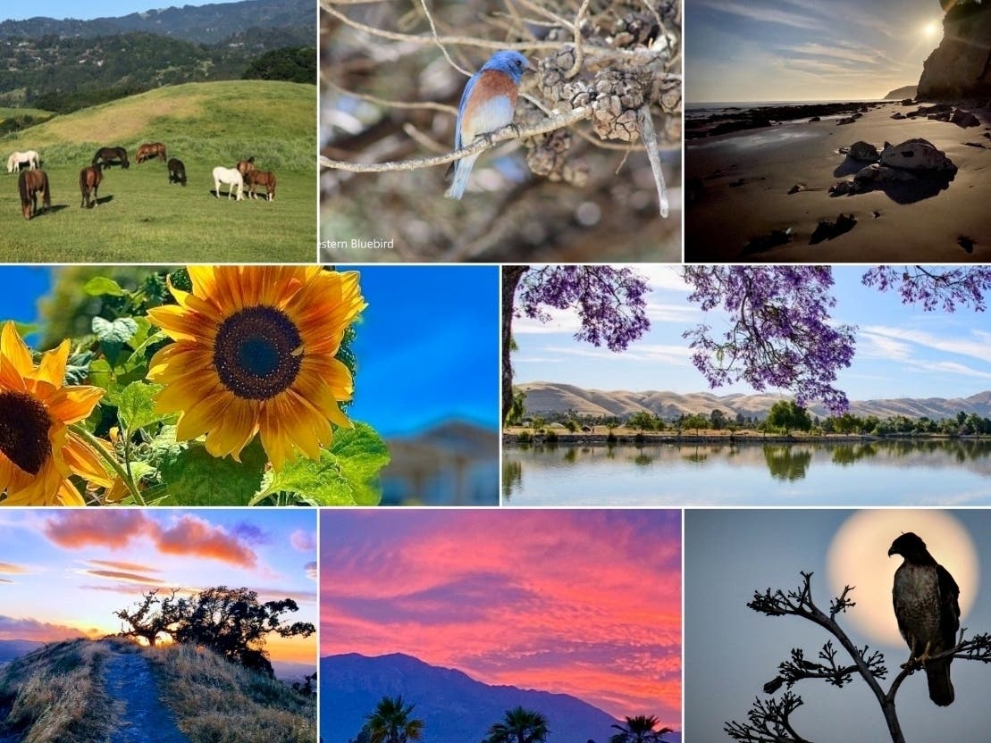 Counterclockwise: Horses Peacefully Grazing In Mill Valley; Summer Sunflower; Sunset On The Trail; Mountain Sunset; Hawk Rising; Jacarandas Frame View; Point Dume Moon; Bluer Than Bluebird