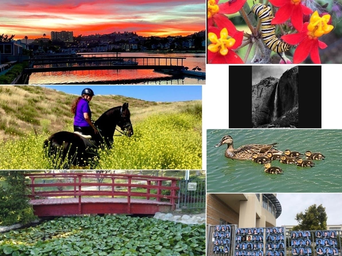 Counterclockwise: "Creeping Caterpillar"; "Yosemite, Reopened"; "Mama, 7 Teeny Ducklings"; "Class Of 2020 Honored"; "Stunning Lily Pond"; "Hillside On Horseback"; "Spectacular Marin Sunset"