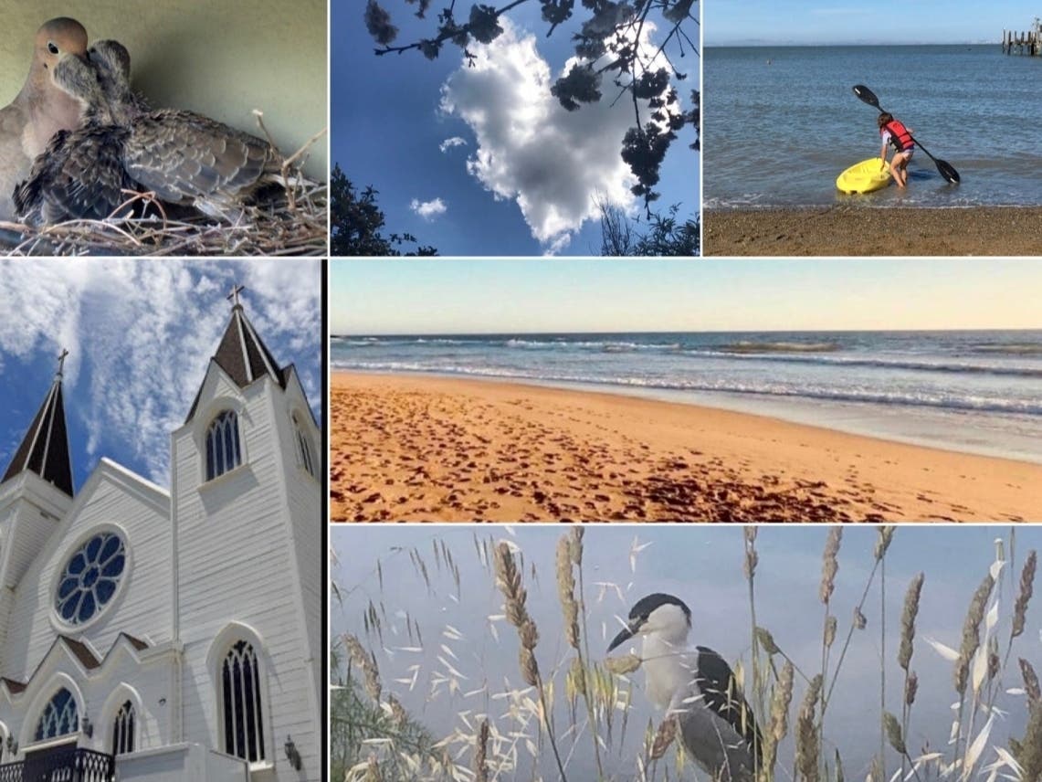 Counterclockwise: "Heart-Shaped Clouds In Marin"; "Daisy's Summer Fun"; "Spectacular Peninsula"; "Birding In Marin"; "Sacramento Valley Summertime"; Baby Doves In The Pergola."
