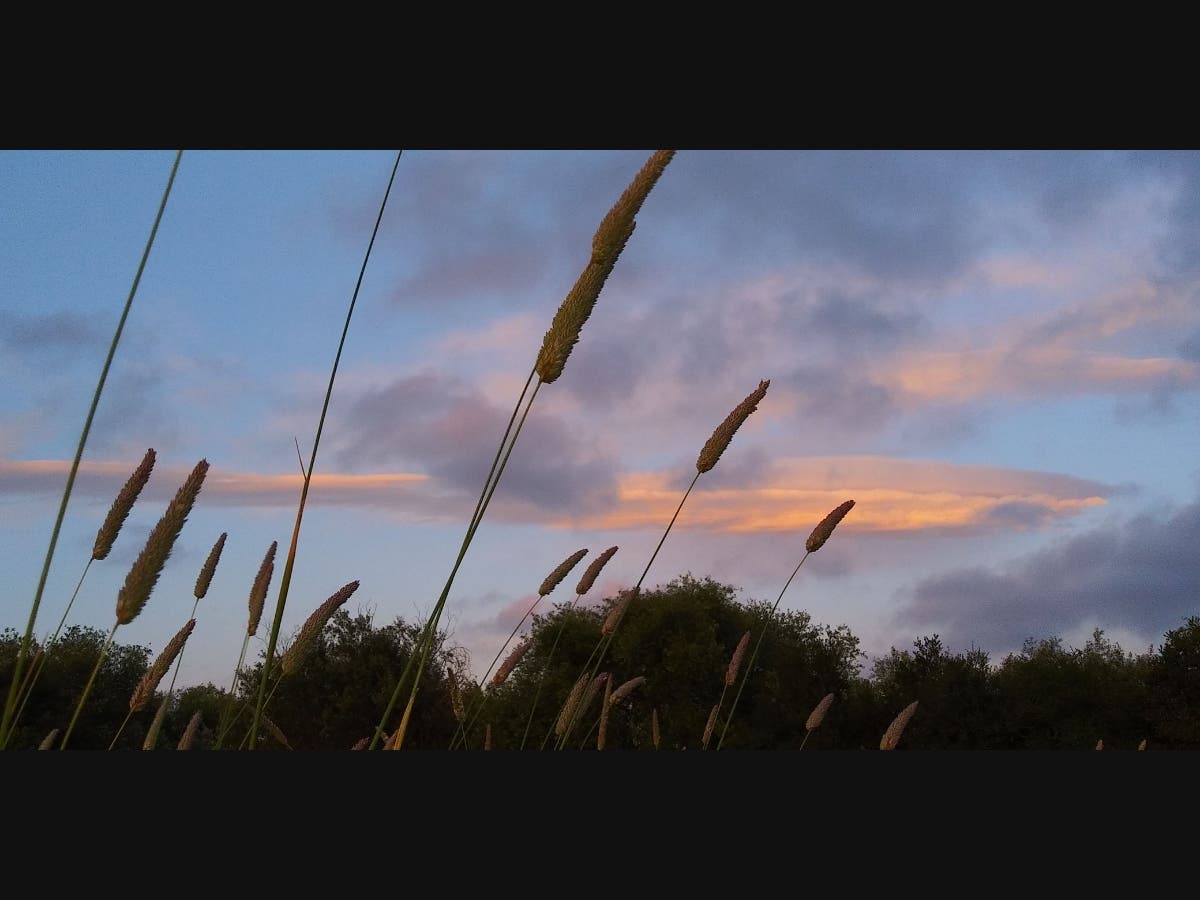Shades of Petaluma