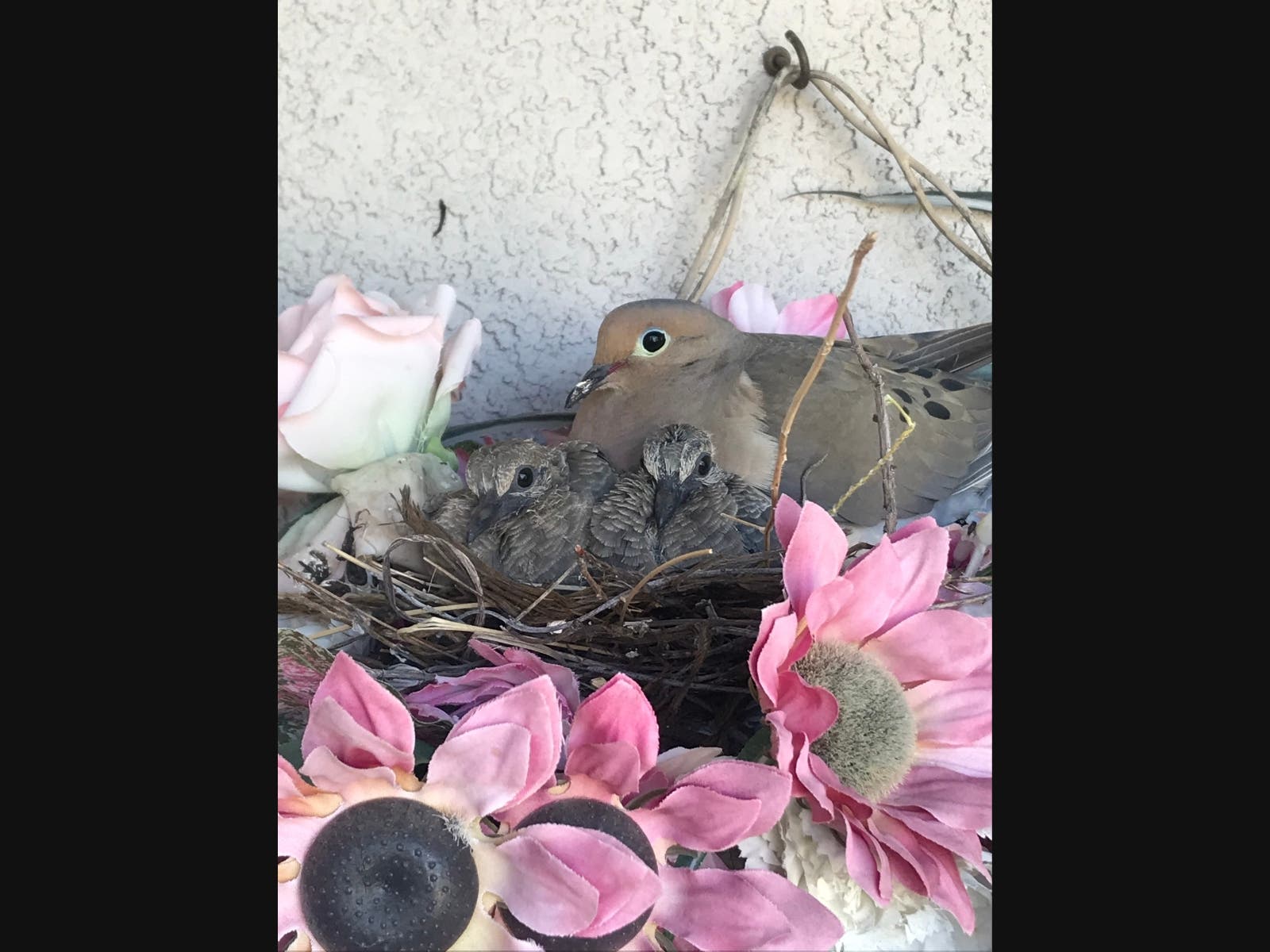 A family of doves makes its home on a Concord resident's front porch.