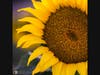 This image of a sunflower was captured June 20 in Davis.