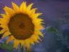 This image of a sunflower was captured June 20 in Davis.