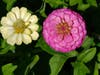 Two dahlias bloom in a backyard garden in Rohnert Park.