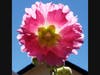 A hollyhock blooms in a backyard garden in Rohnert Park.