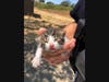 Sgt. Walund of the Napa Police Department recently rescued this tiny kitten from state Highway 29.