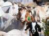 Goats on a fire prevention mission on U.S. Highway 101 through a collaboration between Caltrans,  California state Sen. Mike McGuire's Office, Cal Fire's Sonoma-Lake-Napa Unit and the North Sonoma County Fire Protection District.