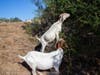 Goats on a fire prevention mission on U.S. Highway 101 through a collaboration between Caltrans,  California state Sen. Mike McGuire's Office, Cal Fire's Sonoma-Lake-Napa Unit and the North Sonoma County Fire Protection District.