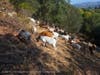 Goats on a fire prevention mission on U.S. Highway 101 through a collaboration between Caltrans,  California state Sen. Mike McGuire's Office, Cal Fire's Sonoma-Lake-Napa Unit and the North Sonoma County Fire Protection District.