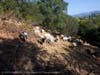 Goats on a fire prevention mission on U.S. Highway 101 through a collaboration between Caltrans,  California state Sen. Mike McGuire's Office, Cal Fire's Sonoma-Lake-Napa Unit and the North Sonoma County Fire Protection District.