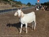 Goats on a fire prevention mission on U.S. Highway 101 through a collaboration between Caltrans,  California state Sen. Mike McGuire's Office, Cal Fire's Sonoma-Lake-Napa Unit and the North Sonoma County Fire Protection District.