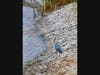 A great blue heron is pictured at a Martinez wetland.