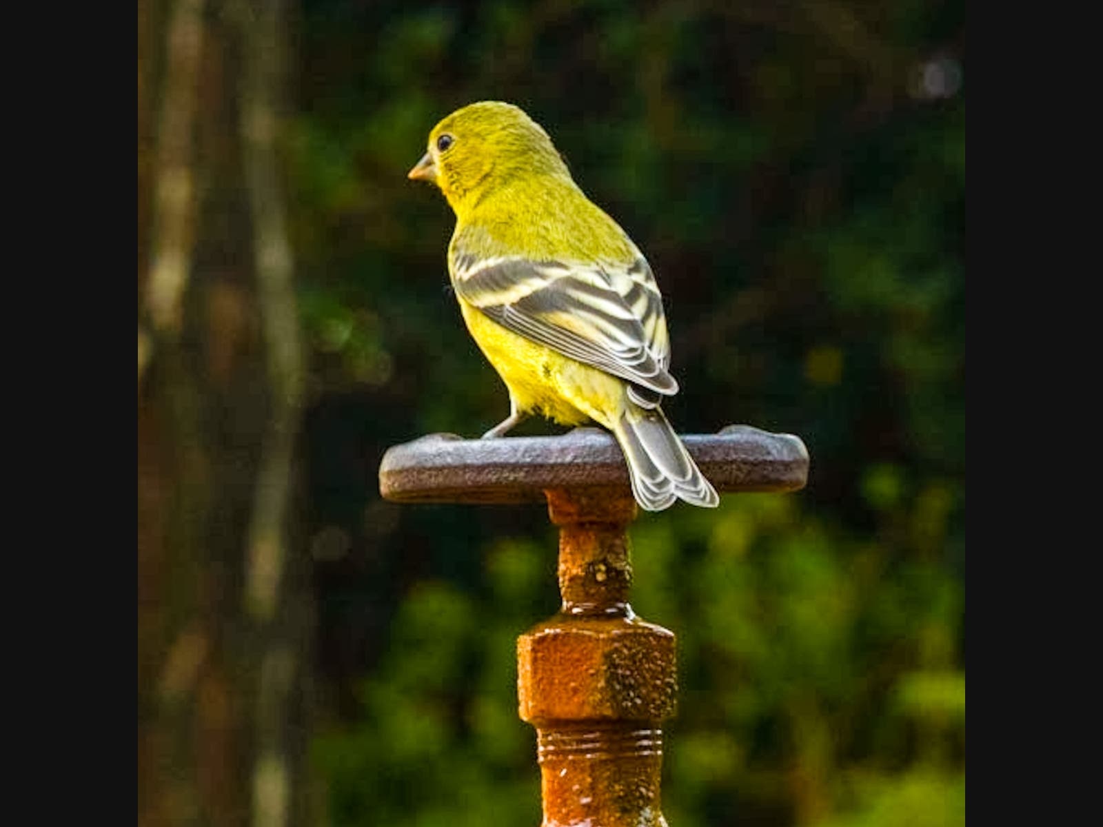 A small yellow bird pauses for a drink on a Petaluma property.