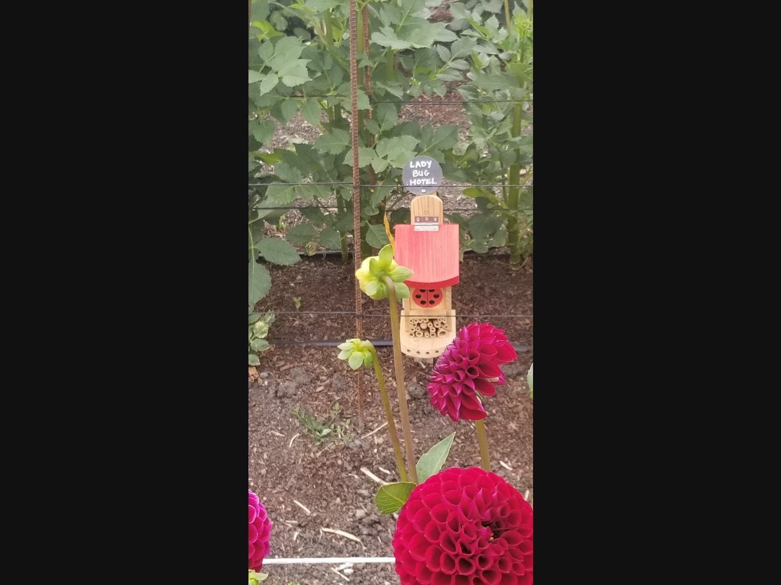 Ladybug Hotel