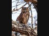 A horned owl is pictured on Mare Island in Vallejo.