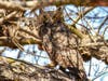 A horned owl is pictured on Mare Island in Vallejo.