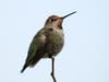 An Anna's hummingbird is pictured in Glen Cove.