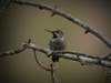 An Anna's hummingbird is pictured in Glen Cove.