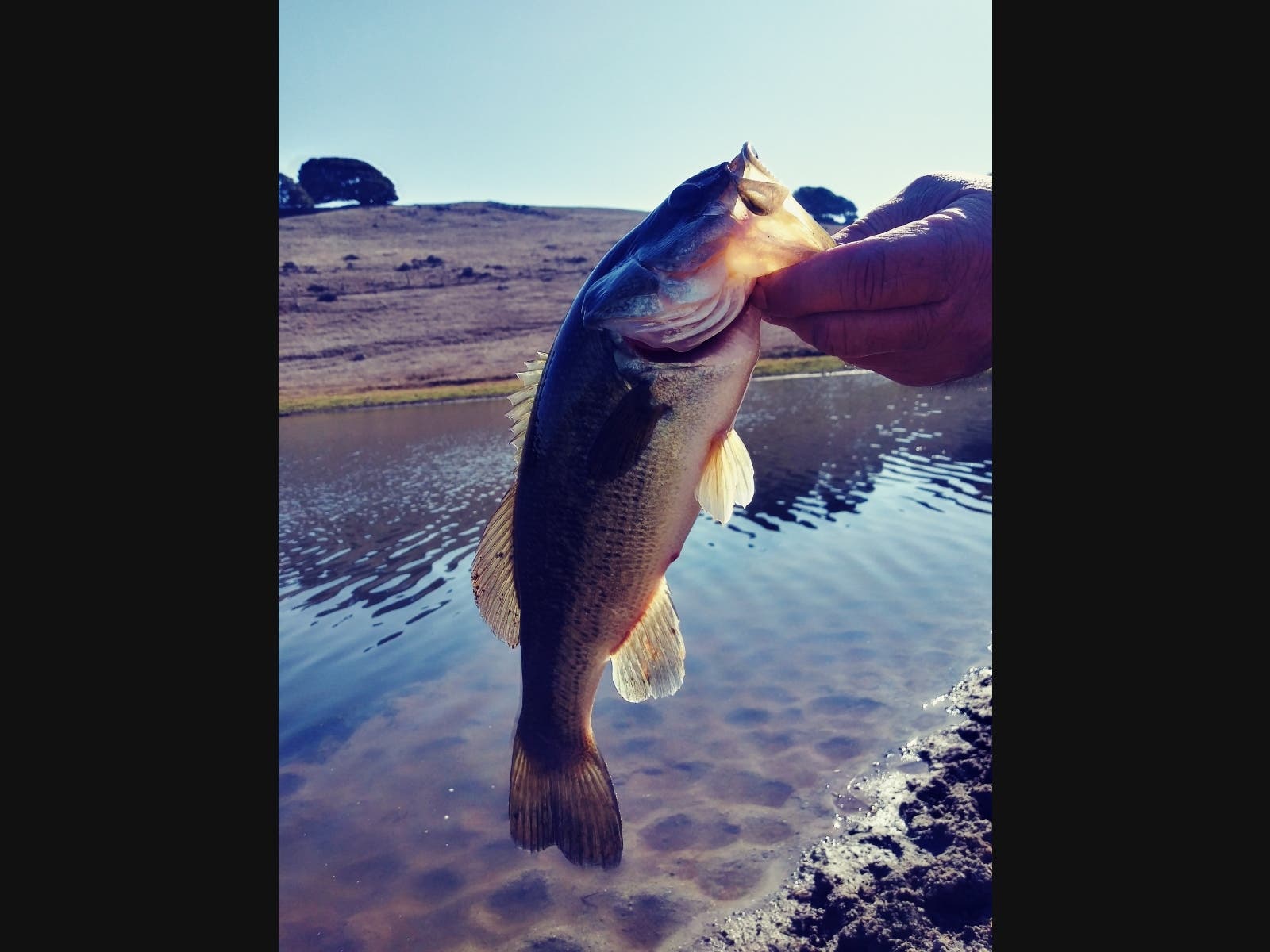 Gone bass fishing, Nov. 1, 2020, in Petaluma, California