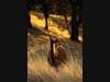 A horse is pictured at sunset in Pleasant Hill.