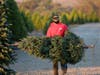 Families opt to cut their own Christmas trees the Saturday after Thanksgiving at Pronzini Farms in Petaluma.