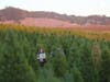 Christmas trees abound at Pronzini Farms in east Petaluma.