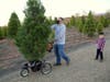 A father uses his son's stroller Saturday to haul a just-cut family Christmas tree down a hill at Pronzini Farms in east Petaluma.
