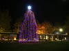 The Charlie Brown Christmas Tree Grove returns to the Windsor Town Green Dec. 3-31.