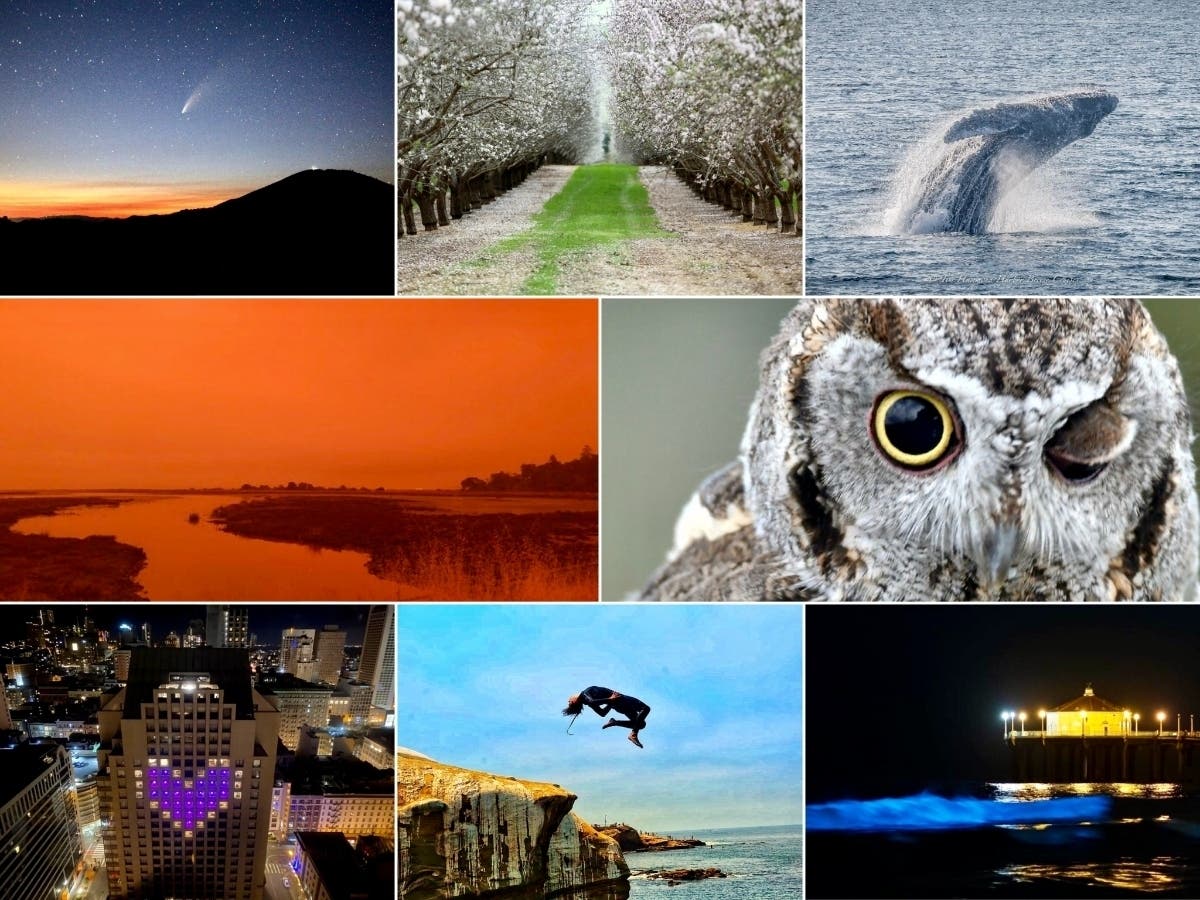 Clockwise from top left: Comet Neowise; Selfie Amongs Almond Blossoms; Humpback Whale; Winking Owl; Electric, Bioluminescent Waves; Back Flip At La Jolla Cove; Heartfelt Message; Smoky, Orange Skies